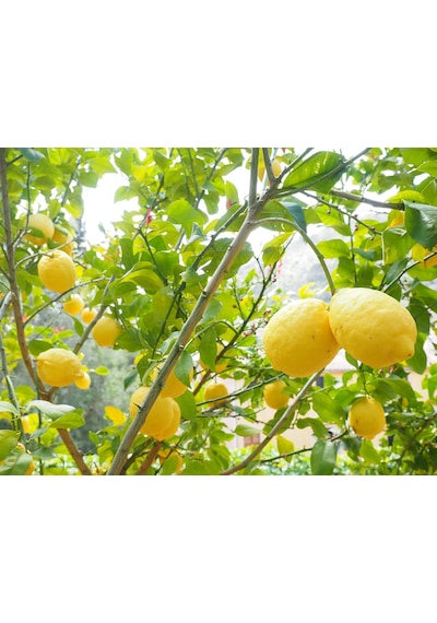 Limon Fidanı Yediveren Aşılı 2 Yaş Limon Ağacı Fidanı Tüplü