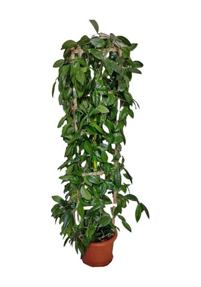 Videolu Mum Çiçeği Bitkisi 50 70 Cm 4 Adet Saksılı Iç Mekan Bitkisi Hoya Carnosa