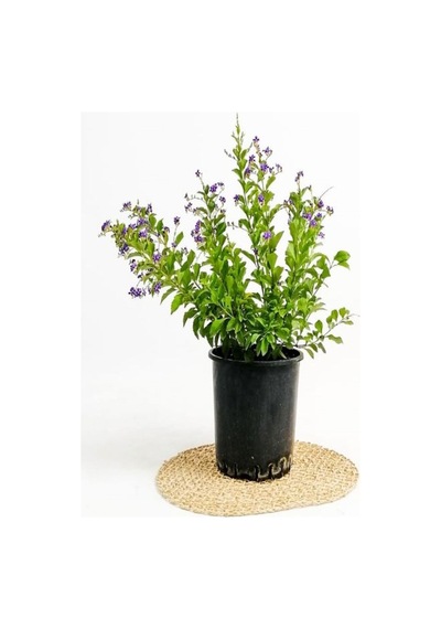 Videolu 1 Adet Ağaç Menekşesi Fidanı Saksılı 65-125cm Japanese Tree Lilac