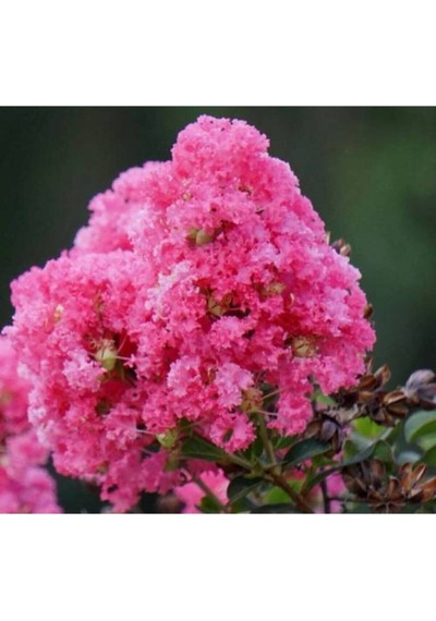 Serada Decor Plant Pembe Oya Ağacı Fıdanı 60 Cm Saksılı