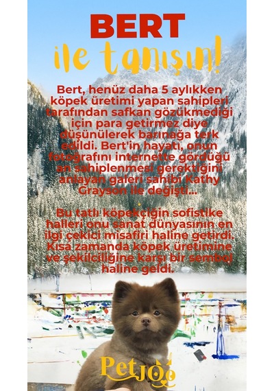 Petjoo 13.Bert Sarı-Kırmızı Qr'lı Köpek Künyesi