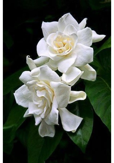Videolu 1. Kalite Özel Kokulu 1 Adet Gardenya Çiçeği Saksılı 30-40cm Gardenia Flower