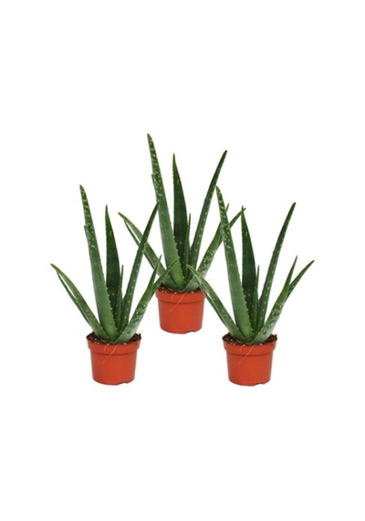 Aloe Vera Bitkisi 3'lü Ekonomik Paket