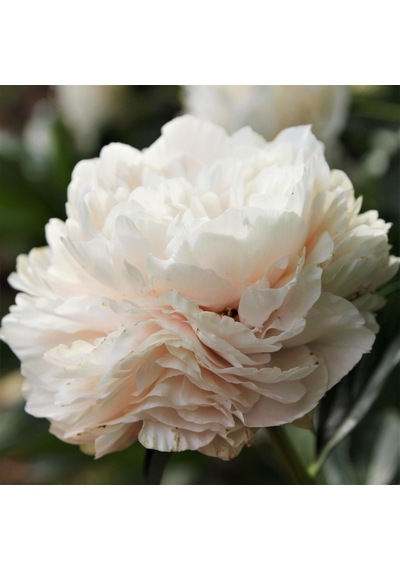 Beyaz Şakayık Çiçeği Yumrusu White Peony 1 Adet