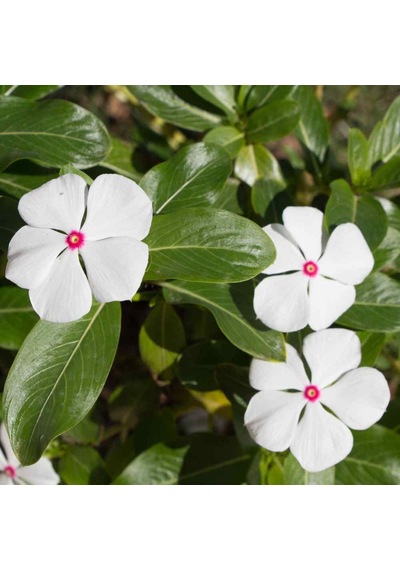 Vinca Bright Eyes Rozet Çiçeği Tohumu 20 Tohum