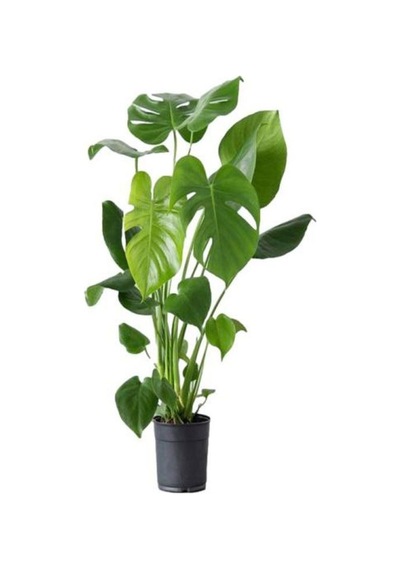 Videolu Deve Tabanı Bitkisi 1 Adet Saksılı 70-100cm Iç Mekan Salon Ofis Bitkisi Monstera Deliciosa