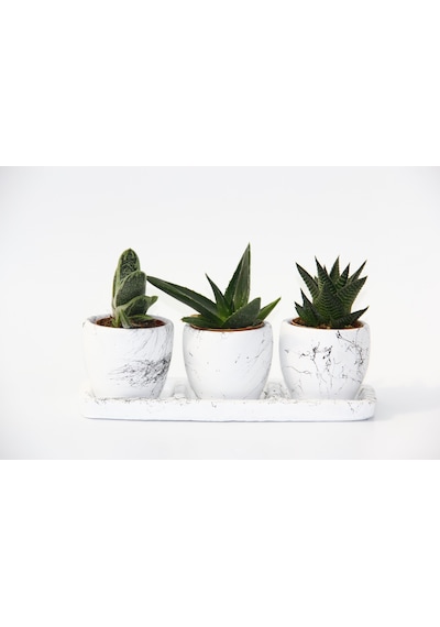Trio Beyaz Sukulent Seti - Haworthia. Gasteria. Aloe Ferox