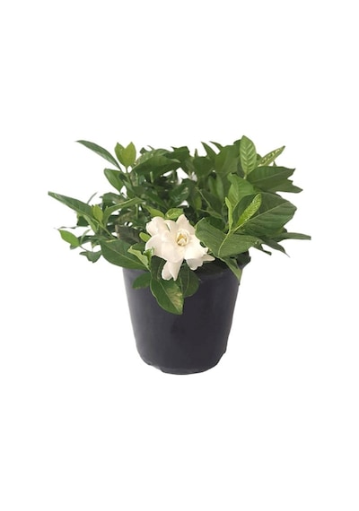 Videolu Kokulu Anne Hediyesi 1 Adet Gardenya Çiçeği Saksılı 30-45cm Gardenia Flower