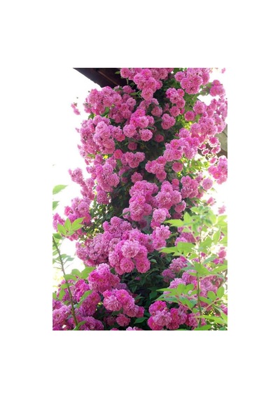Pembe Sarmaşık Gül