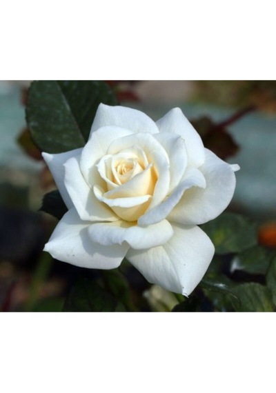 Beyaz Bulgar Gülü Çiçeği Fidanı 45-60 Cm Tüplü Çiçekli Bodur Bitkiler White Bulgarian Rose