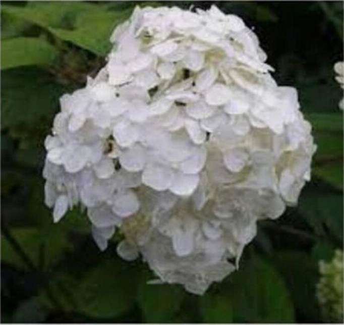 Ortanca Fidanı Hydrangea Macrophylla , Beyaz 10-20 Cm