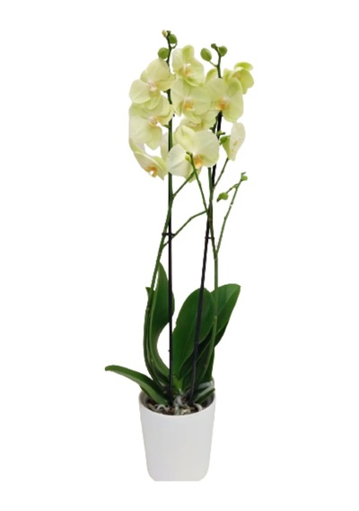 Orkide Sarı Seramik Saksıda 60-80cm - 256461429