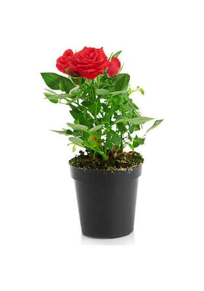 Videolu Yediveren Kırmızı Renkli Yoğun Kokulu 50 70 Cm 1 Adet Saksılı Aşılı Gül Red Rose