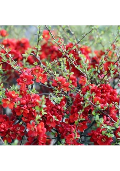 20-40 Cm Kırmızı Bahar Dalı