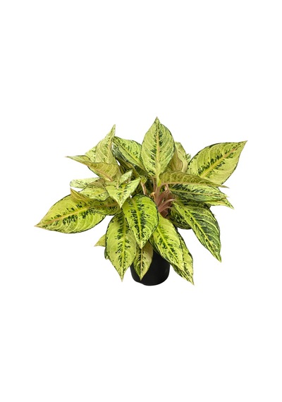 Aglaonema 'chartreuse Pretty' Çin Herdemyeşili