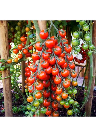 Cherry Pinpon Domates Tohumu 250 Adet
