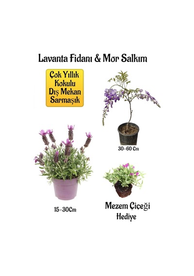 Yoğun Kokulu Lavanta+kokulu Mor Salkım Ağacı Fidanı Mezem Çiçeği Hediyeli Bahçe Seti