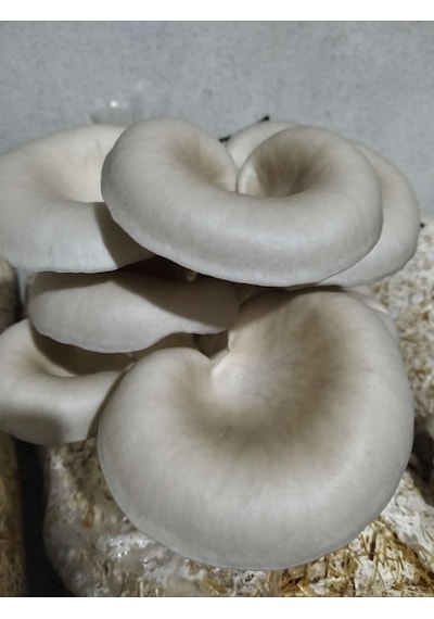 2.5 Kg İstiridye Mantar Tohumu Ekim Poşeti Hediyeli 1 adet