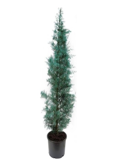 Videolu Mavi 1 Adet Servi Çamı Fidanı 30-70cm Saksılı\tüplü Cedar Pine Tree Sapling