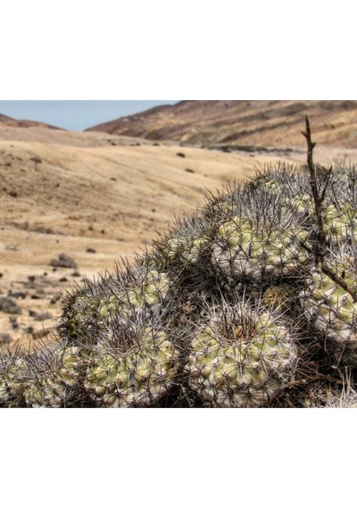 10 Adet Copiapoa Grandiflora Kaktüs Tohumu