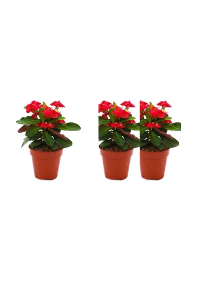 Videolu 3'lü Kırmızı Dikenler Tacı Çiçeği Seti 10-15 Cm Tüplü Çiçekli Bodur Bitkiler Euphorbia Milli