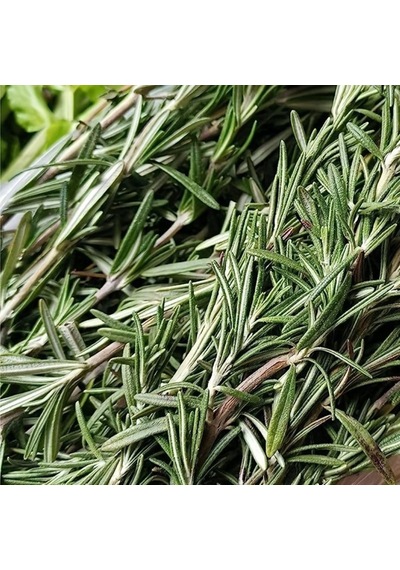 Bahçevilya 2 Adet Saksılı Biberiye Rosmarinus Officinalis