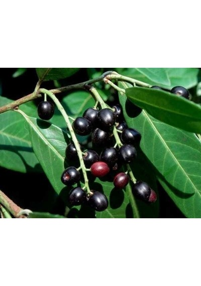 TÜPLÜ KARAYEMİŞ (Prunus Laurocerasus) FİDANI 120-150 CM