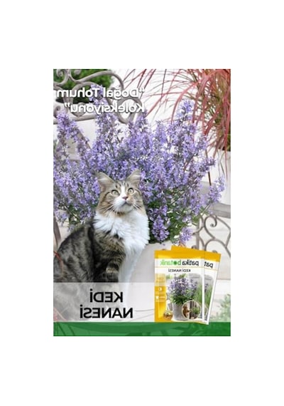 Kedi Nanesi Çiçek Tohumu, 100 Adet, Kediler İçin Eğlenceli