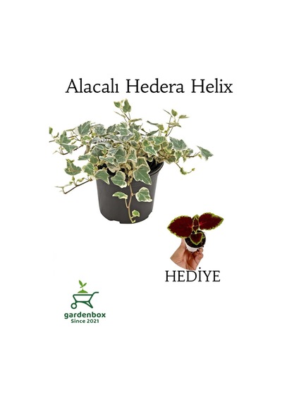 Hedera Helix Duvar Ağaç Sarmaşığı 1 Adet Saksılı 20-40cm Yaprak Güzeli Hediye