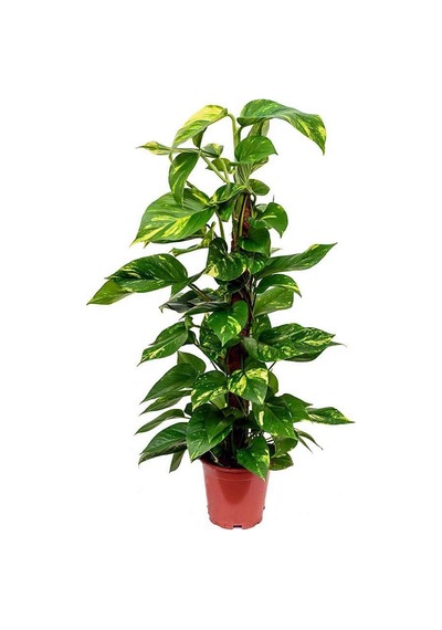 Pathos Sarmaşığı 60 80 Cm