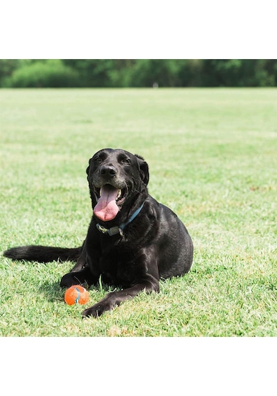 Chuckit Köpek Tenis Oyun Topu Büyük Boy 7.6 CM