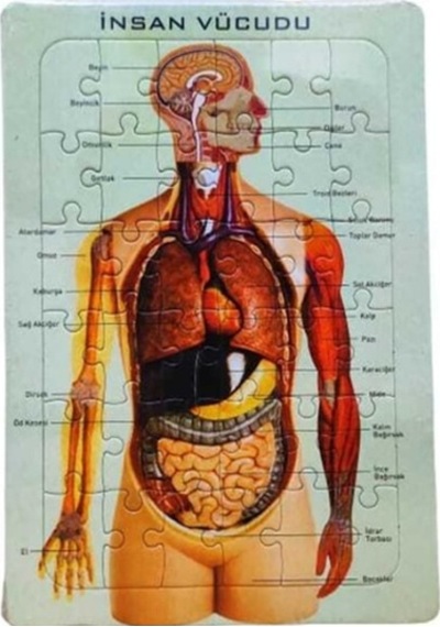İnsan Vücudu Puzzle-iskelet 25x35 - 3 Adet