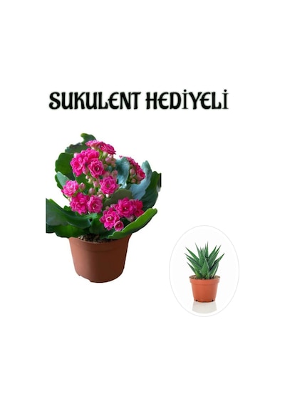 Kadınlar Gününe Özel Pembe Renk Kalanşo-emel Hanım Çiçeği Sukulent Hediyeli