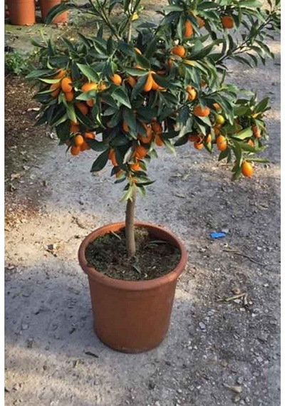 Kumkuat Kamkat Citrus Fortunella 3 Yaş Tüplü Ve Aşılı