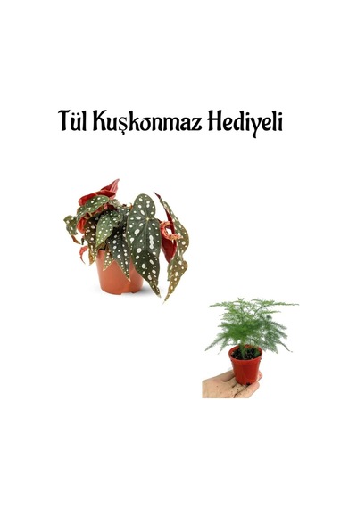 Harika Görünümlü Çilli Begonya Kadınlar Gününe Özel Tül Kuşkonmaz