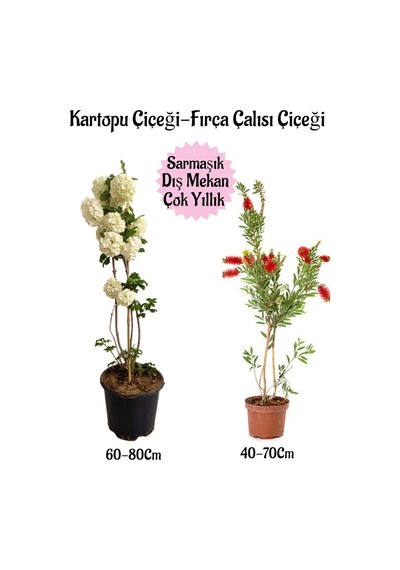 Kartopu Çiçeği 1 Adet +fırça Çalısı 1 Adet Saksılı Bahçe Peyzaj Seti