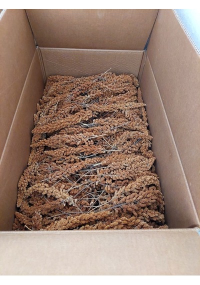 Premium Kalite Tilki Kuyruğu Kızıl Dal Darı 1 KG