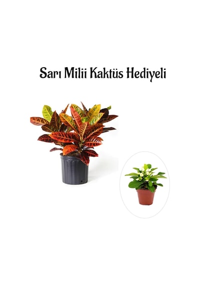 Harika Günümlü Kraton Çiçeği Bitkisi Sevgililer Gününe Özel Sarı Milii Hediyeli