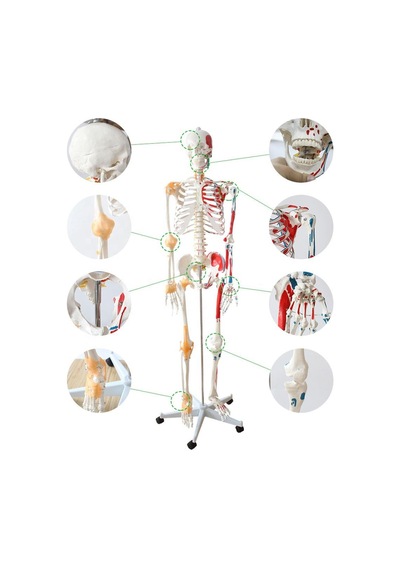 Tam İskelet Maketi 170 cm Model 12