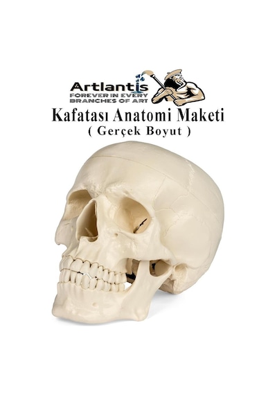 İnsan Kafatası Anatomisi Modeli 1 Adet Kafatası Maketi Gerçek Boyut Anatomik Modeli Deney Bilim Tıbbi Model Cranium
