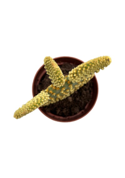 Opuntia Microdasys 'pallida' Kaktüs Ø8,5 Cm Y10-15 Cm