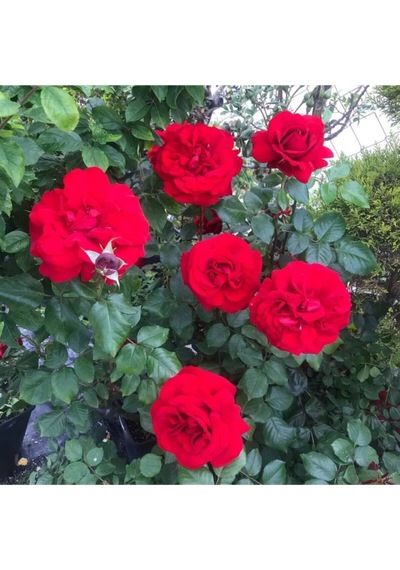 Kırmızı Kokulu Yediveren Gül Fidanı 30 60 Cm Saksılı 1 Adet Aşılı Gül Red Rose