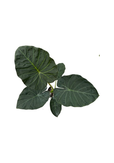 Alocasia 'Regal Shield' (Fil Kulağı) Ø19 CM Y70-80 CM