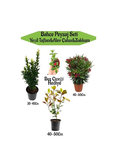 Bahçe Peyzaj Seti 1 Adet Yeşil Taflan+1 Adet Alev Çalısı+1 Adet Kırmızı Zakkum+hediye Buz Çiçeği