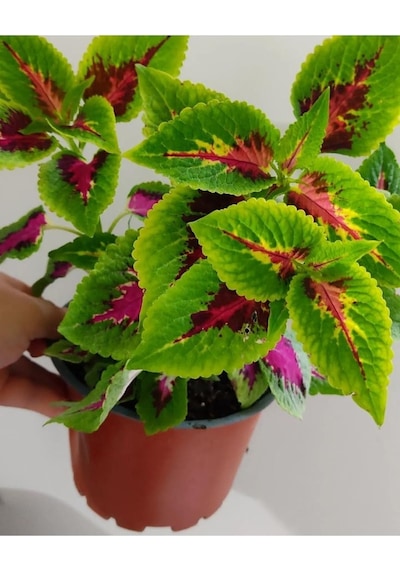 Yaprak Güzeli 25-40cm Özel Renk -ev Cicegi -
