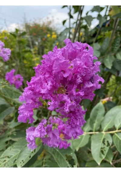 Favori Ürün Mor Renkli Oya Çiçeği Fidanı 40 85 Cm 1 Adet Saksılı Lagerstroemia Indica