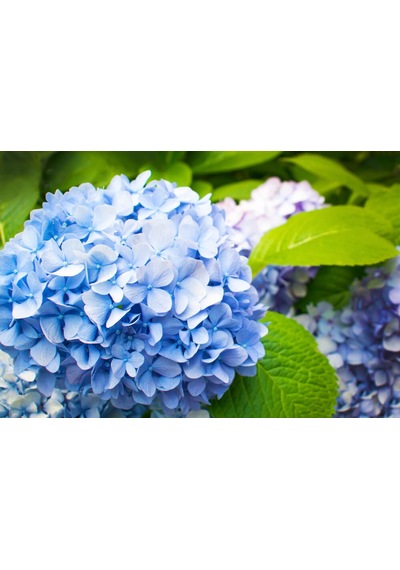 Ortanca – Hydrangea Macrophylla 20- 40cm -Mavi
