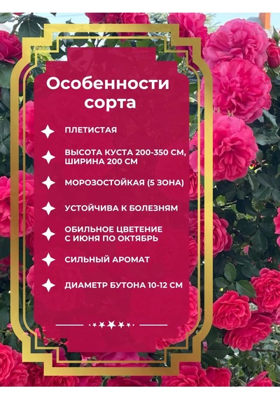 Dream Roses Rosarium Uetersen Gül Fidanı 146357023