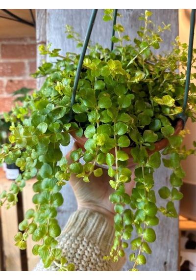 Lysimachia Nummularia Sarı Çiçekli Zemin Örtücü Altın Kolye Çiçeği 20-40cm