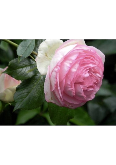 10 Adet Angel Wings Miniature Rose Tohumu